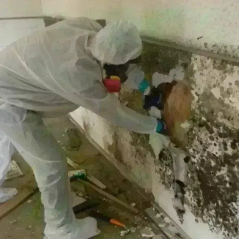 Mold Remediation and Removal in Thonotosassa, FL